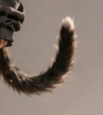 TAIL